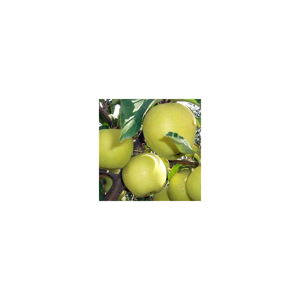 POMMIER Golden Delicious