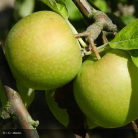 POMMIER Granny Smith