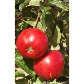 POMMIER Melrose