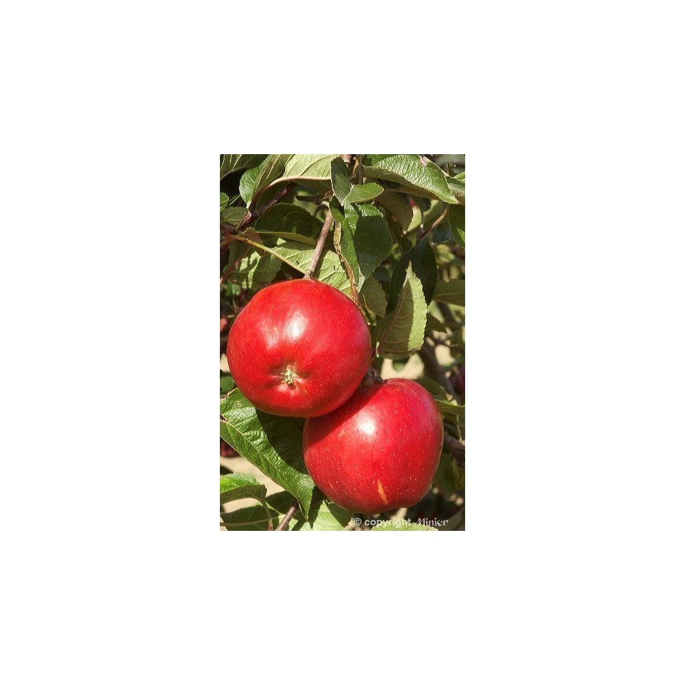 POMMIER Melrose