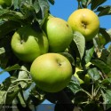 POMMIER Reinette Clochard