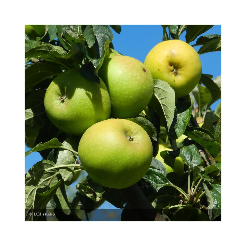 POMMIER Reinette Clochard