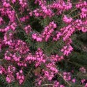 Plantes de terre de bruyère