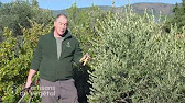 Comment tailler un olivier