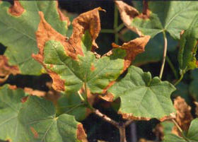 Anthracnose